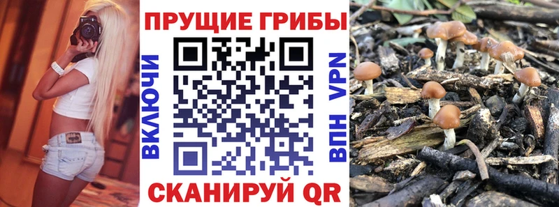 купить наркотик Дегтярск Псилоцибиновые грибы Psilocybine cubensis